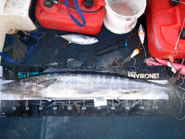 Winner - Largest Wahoo/Mackerel - FW Exxy comp 09